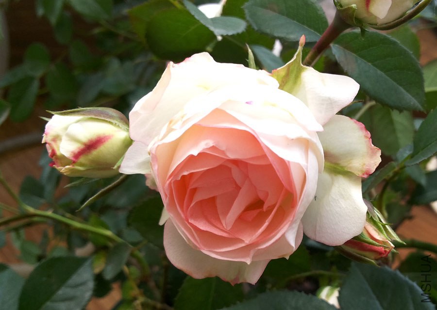 20140503_110504.jpg