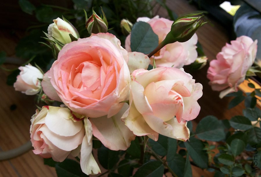 20140503_110532.jpg