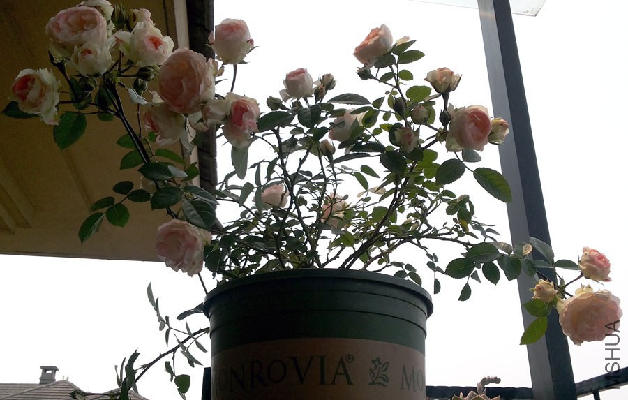 20140503_110719.jpg