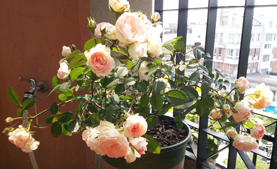 20140503_130746.jpg