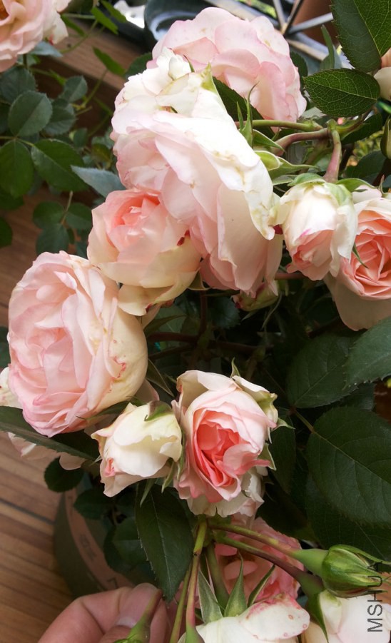20140503_110319.jpg