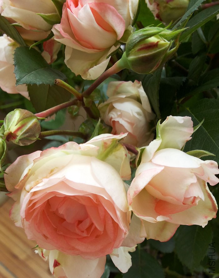 20140503_110333.jpg