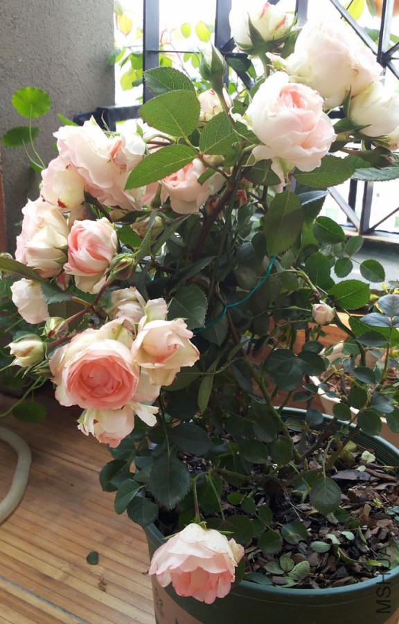 20140503_110404.jpg