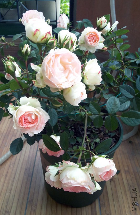 20140503_111227.jpg