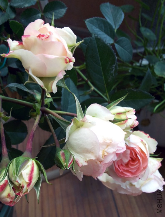 20140503_111249.jpg