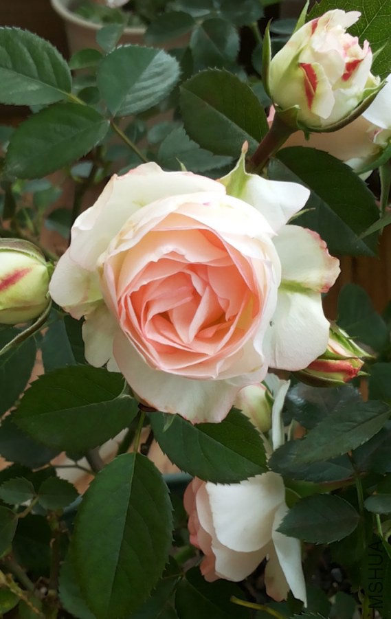 20140503_111259.jpg