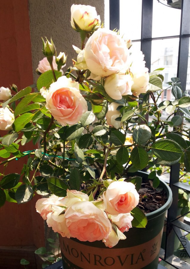 20140503_130740.jpg