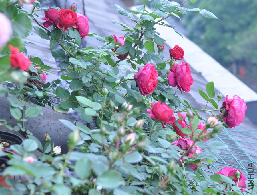 DSC_0010.JPG