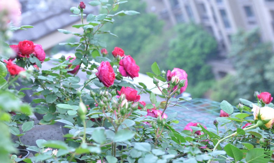 DSC_0027.JPG