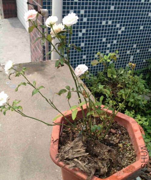 �޼�04.jpg
