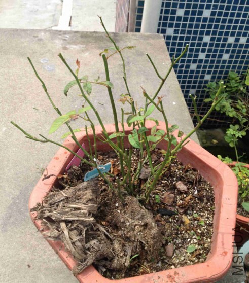 �޼�05.jpg