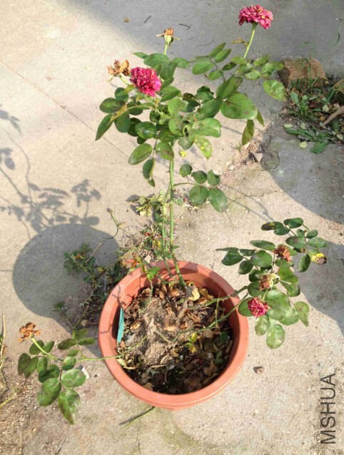 �޼�11.jpg