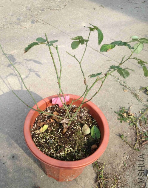 �޼�14.jpg