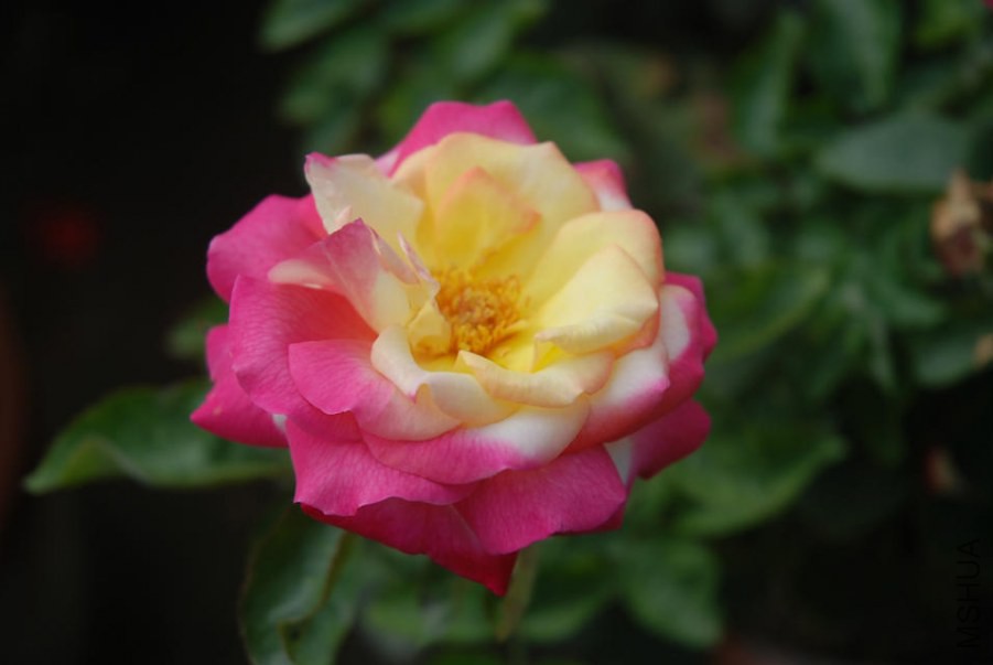 psb (1).jpg