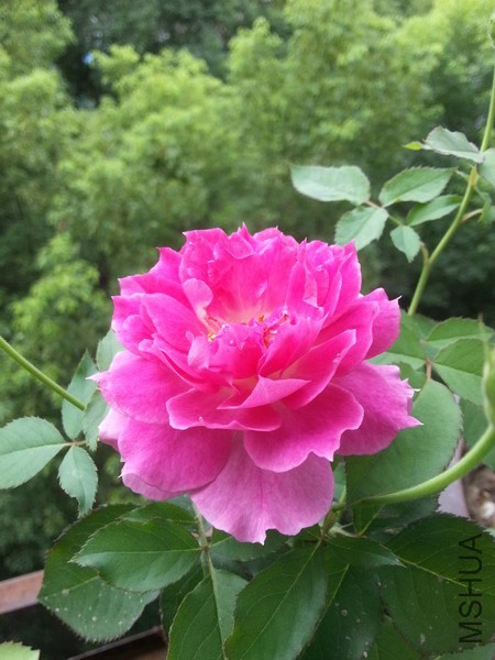 20140906_132846_��С��С.jpg