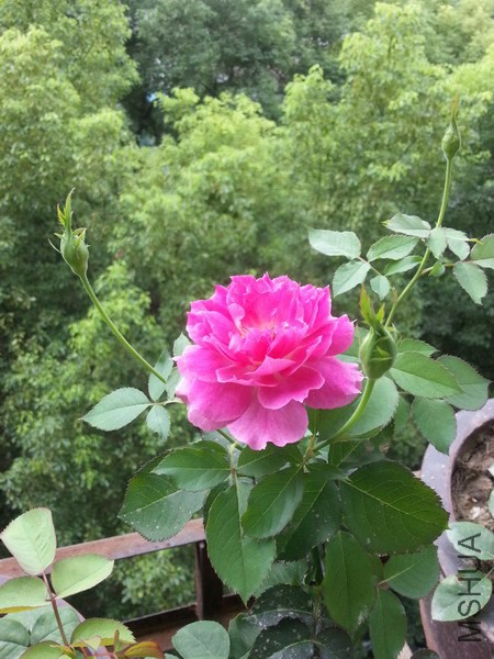 20140906_133129_��С��С.jpg