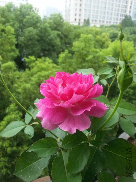 20140906_133201_��С��С.jpg