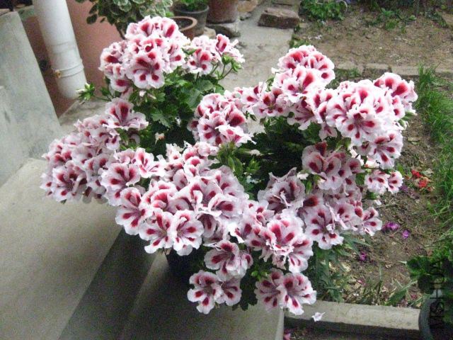 a4ba7d7fhceeb871483db&amp;690 (1).jpg