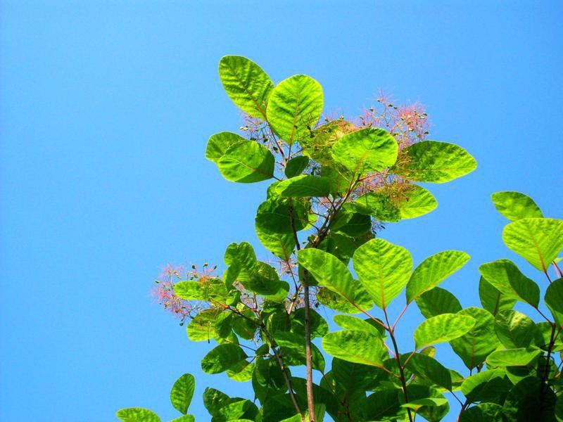 g3_1862929.jpg