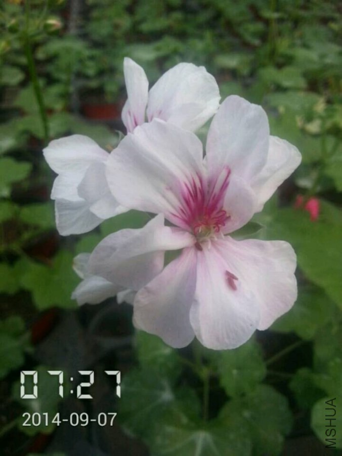 QQͼƬ20140907132652.jpg