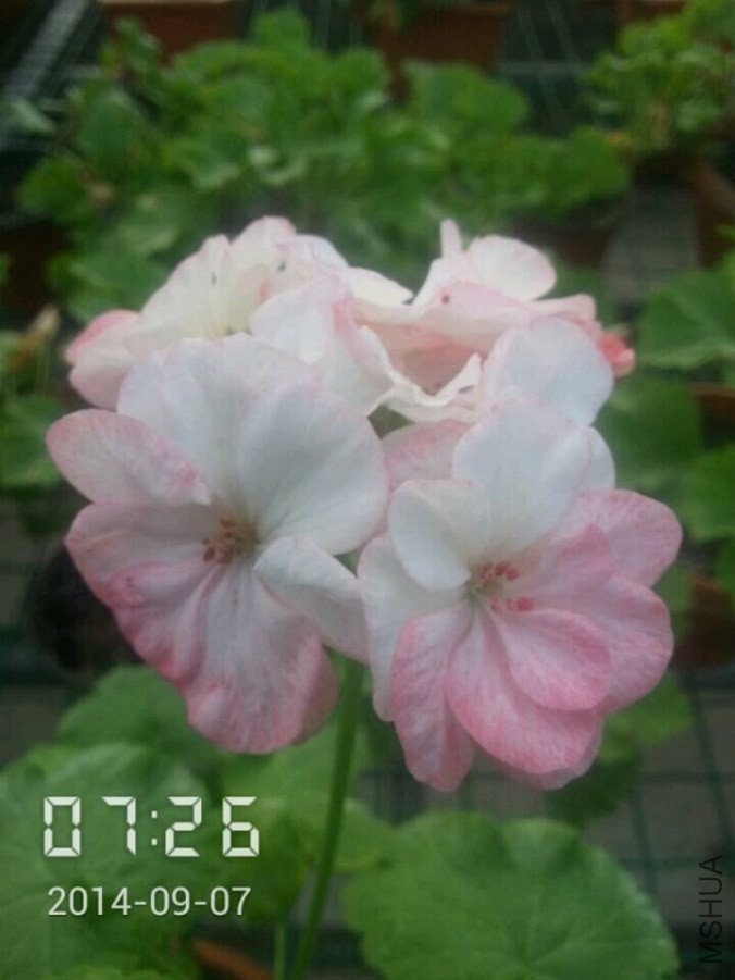 QQͼƬ20140907132645.jpg