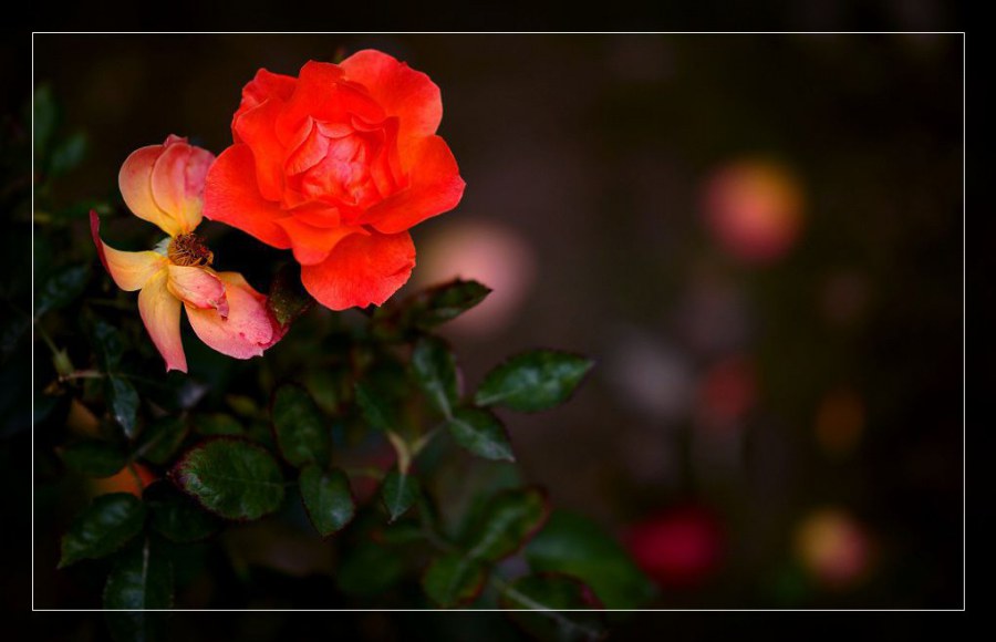 20090913_ef6fbafcdcdaa33012c3DM4mfMs0dddZ.jpg