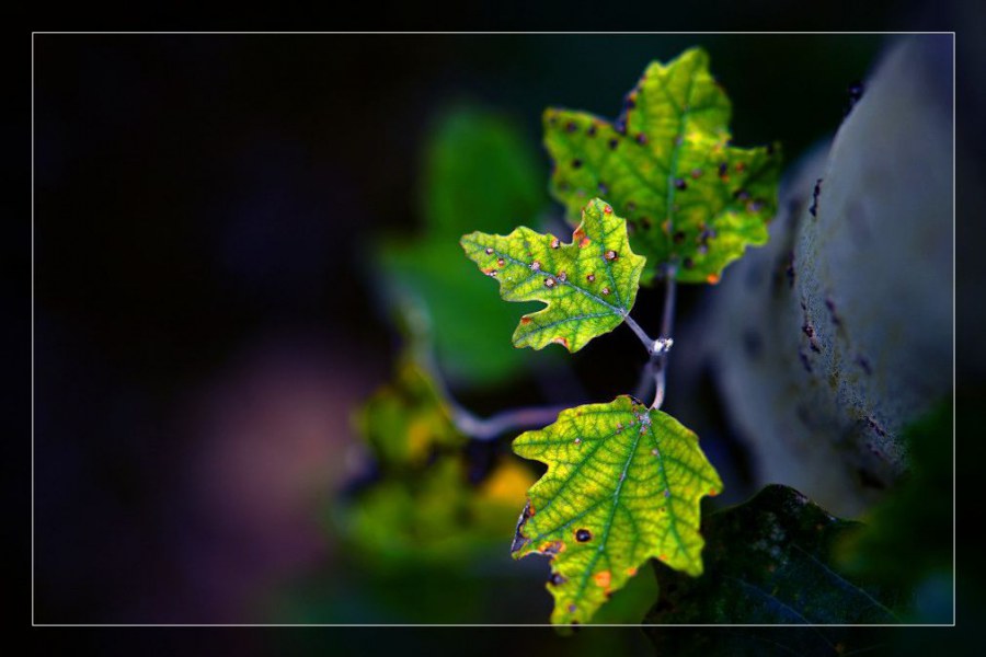 20090915_67f6a2df7c50bad0f1bcPl0LPizi77pW.jpg