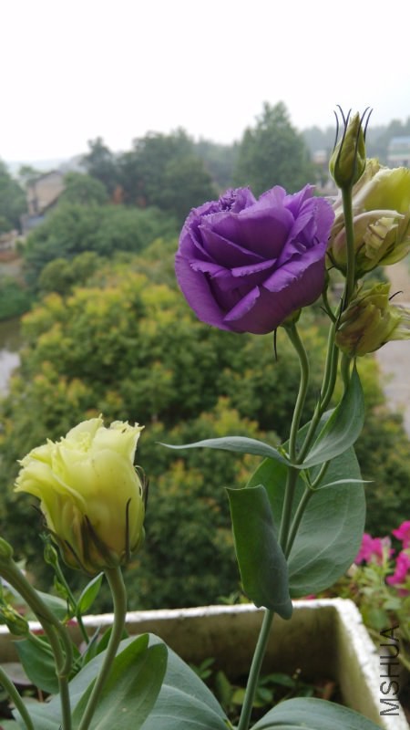 091428e0zxmksplggusku1.jpg