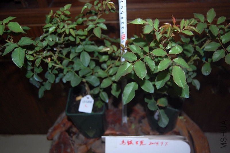 DSC_00110011.JPG