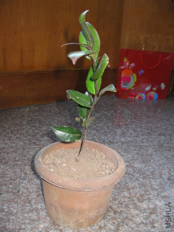 �ڱ���.JPG