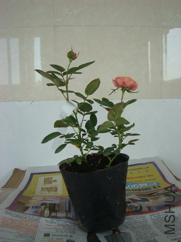 DSC06762.JPG