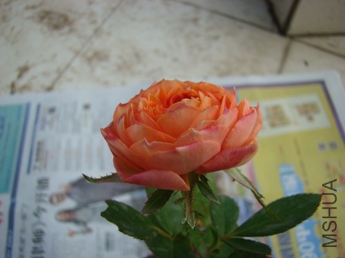 DSC06780.JPG