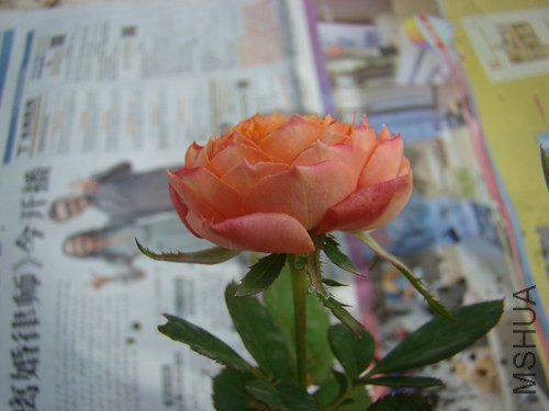 DSC06781.JPG
