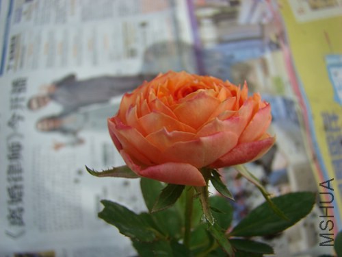 DSC06782.JPG