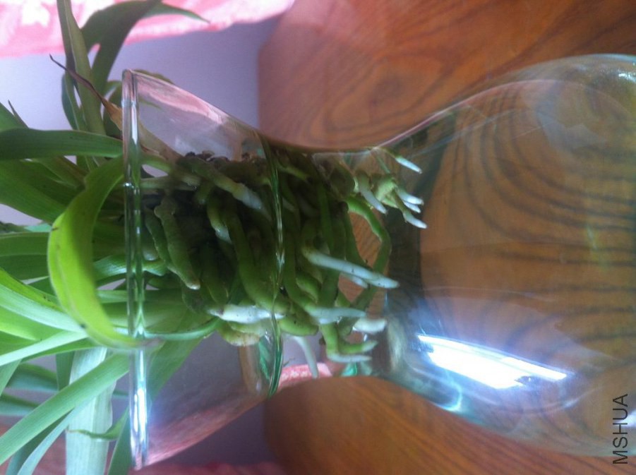 ��ɫ�ĸ�����