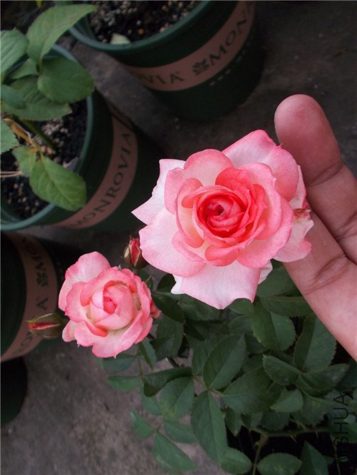 100_1725_����.jpg