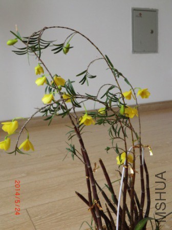 ����Ҷʯ��