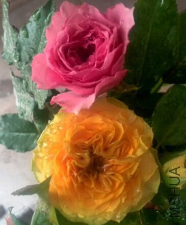 �ơ�ɫ���ظ�ʵ��ͼ����ɫ���ɸй�