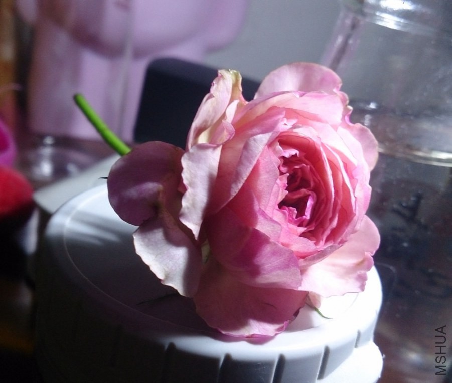 DSC_1777.jpg