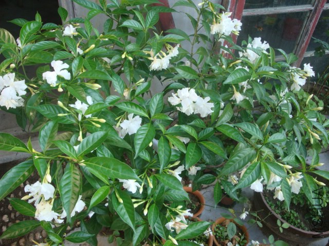 DSC05905.JPG