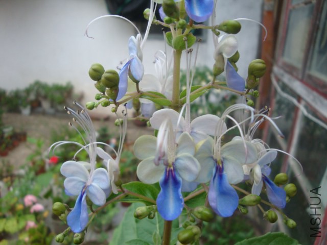 DSC05942.JPG