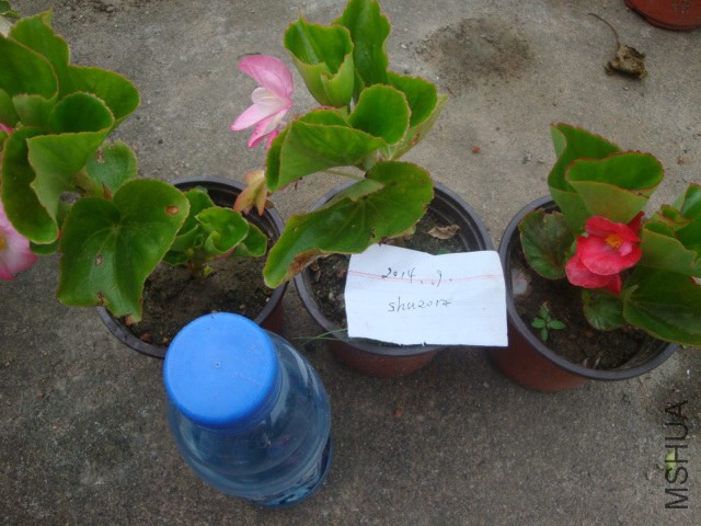 DSC05950.JPG