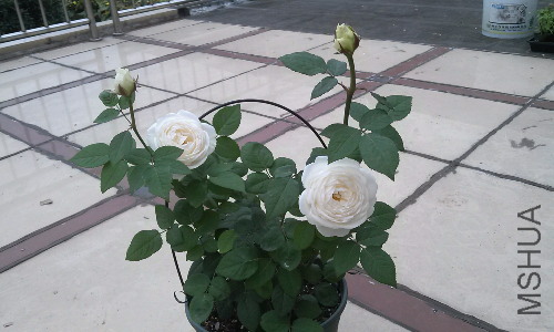 IMG_20140909_074028.jpg