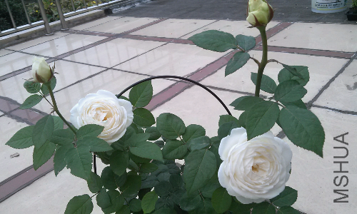 IMG_20140909_074018.jpg