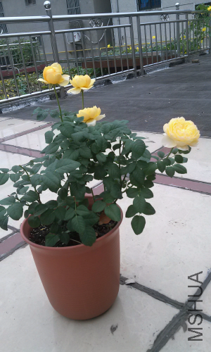 IMG_20140909_073559.jpg