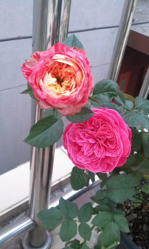 IMG_20140909_073709.jpg