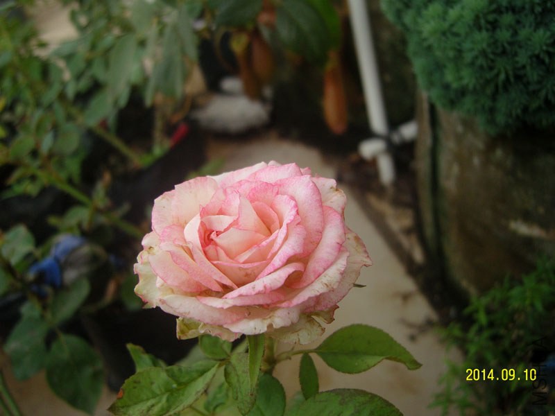 ˳��ѽ��쿪���ջ���ϣ��ջ�?