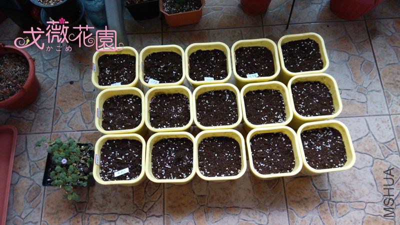 ���֣��Ա߻��и�����������ĳ���