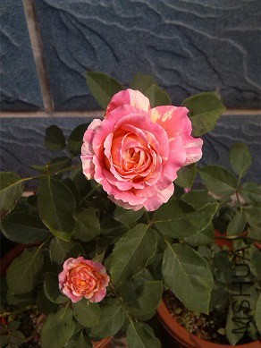 IMG_20140520_091154Ī��ʵͼ.jpg