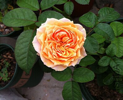 QQͼƬ20140910172058.jpg